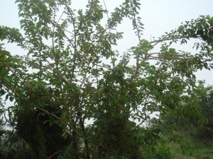 綠色無公害桑葚