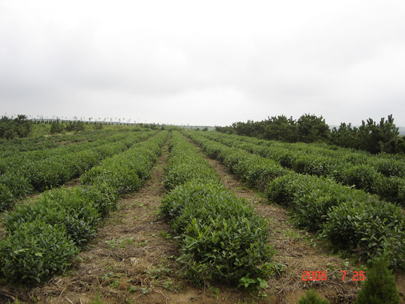 400 acres of tea plantations